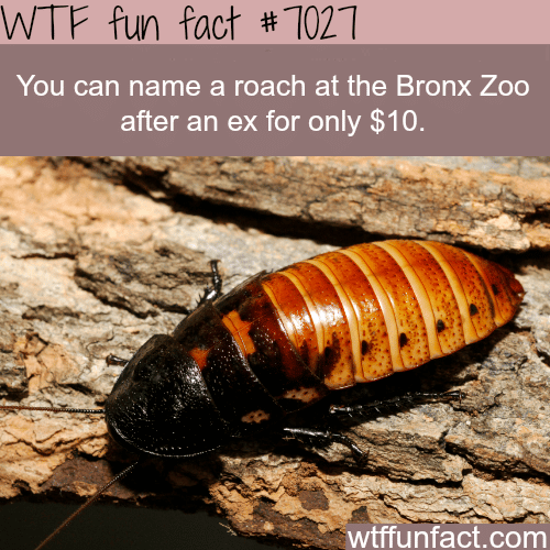 Name a roach at the Bronx Zoo - WTF fun facts