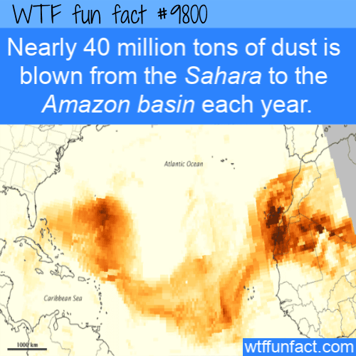 Nearly 40 million tons of dust is blown from the Sahara to the Amazon basin each year.