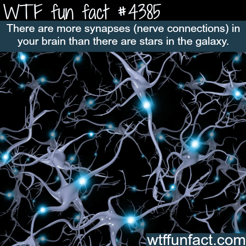 Nerve connections -   WTF fun facts