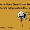 never be alone in prison u got a cat more
