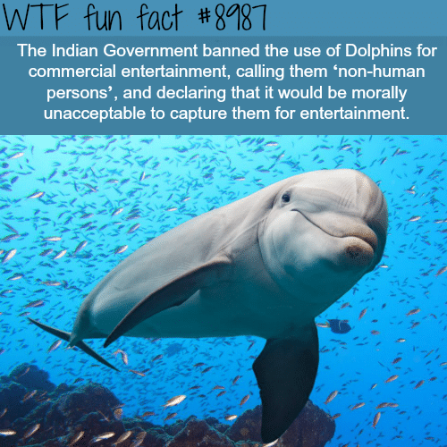 New Law in India that Protects Dolphins - WTF fun facts