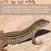 new mexico whiptail wtf fun facts