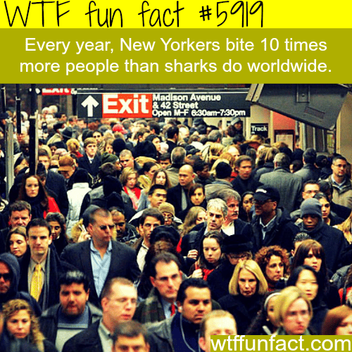 New Yorkers bites more people than sharks - WTF fun facts