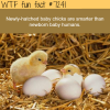 newly hatched baby chicks wtf fun fact