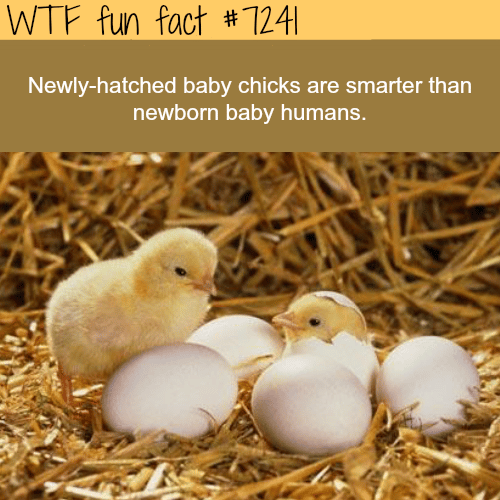 Newly-hatched baby chicks - WTF Fun Fact
