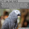 nigel the parrot wtf fun fact