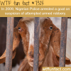 nigerian police arrested a goat wtf fun fact