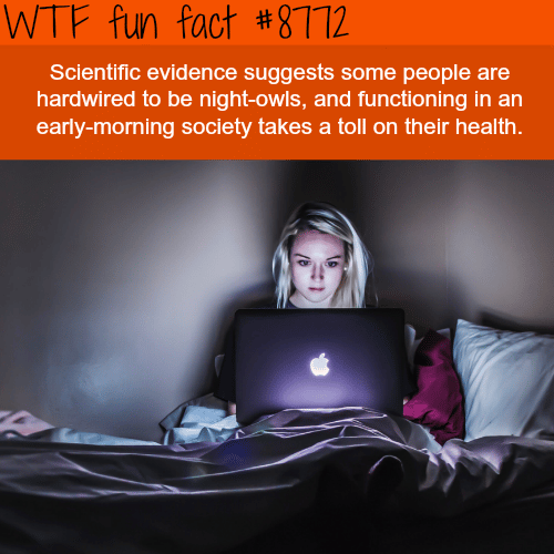 Night Owls - WTF fun facts
