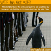 nils olav the penguin