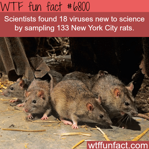 NYC’s rats - WTF fun fact