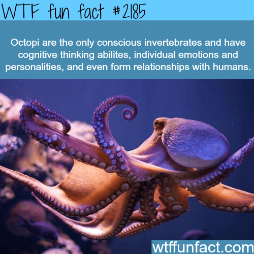 Octopi facts - WTF fun facts