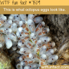 octopus eggs wtf fun facts