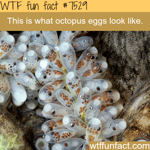 Octopus eggs - WTF fun facts 