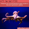 octopuses wtf fun facts