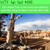oldest tree in the world wtf fun facts
