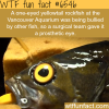 one eyed fish gets a prosthetic eye wtf fun