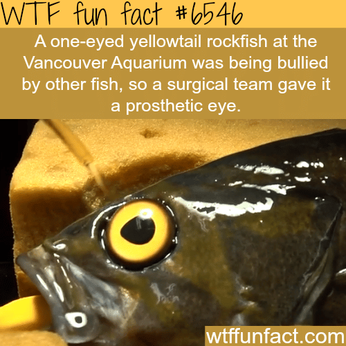 One-eyed fish gets a prosthetic eye - WTF fun facts