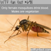 only female mosquitoes drink blood wtf fun fact