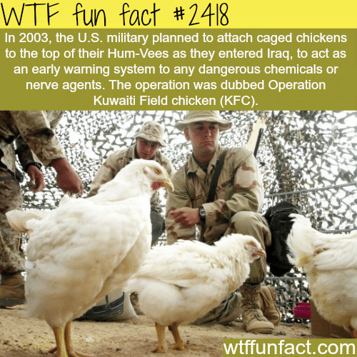 Operation Kuwaiti Field Chicken - WTF fun facts