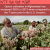 opium cultivation in afghanistan hits record high