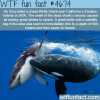 orca kills a white shark wtf fun facts