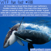 orca vs great white shark wtf fun facts