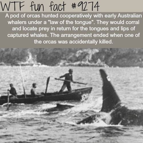 Orcas helped whalers hunt whales - WTF fun fact