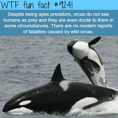 Orcas - WTF fun fact