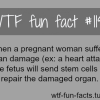 organ damage and fetus
