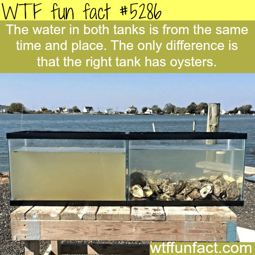 Oyster water filtration - WTF fun facts