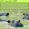 pablo escolar s hippos