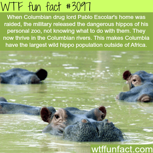 Pablo Escolar’s hippos -  WTF fun facts