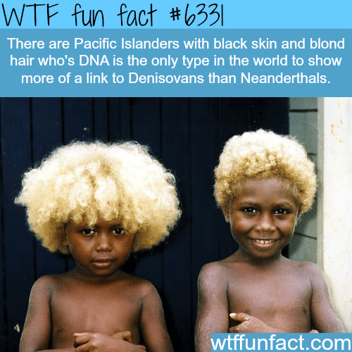 Pacific Islanders who have black skin and blond hair - WTF fun facts