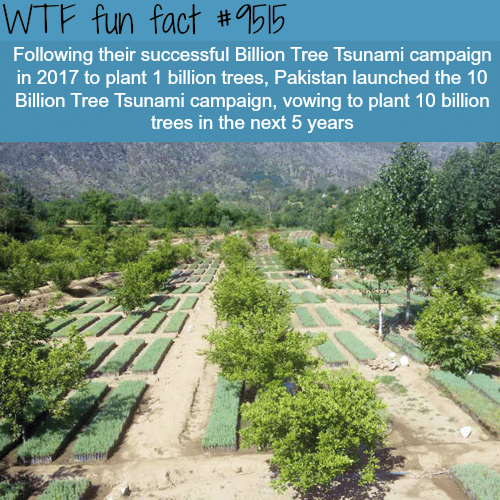 Pakistan’s billion tree - WTF fun fact