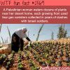 palestinian woman waters plants in tear gas canisters