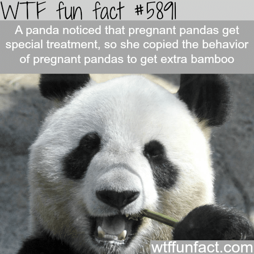 Panda acts pregnant to get more food - WTF fun facts