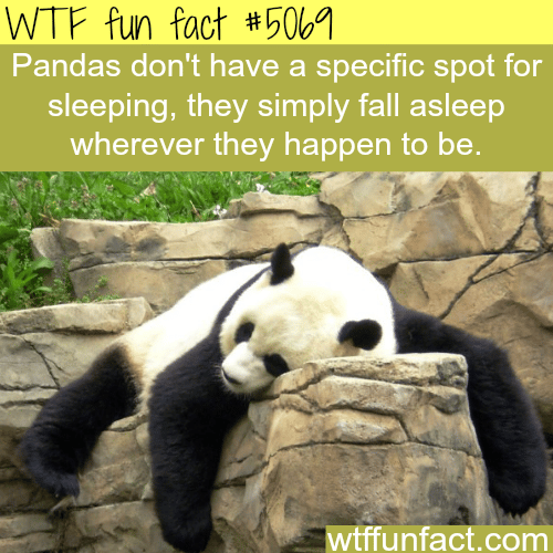 Panda sleeping - WTF fun facts