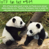 panda twins wtf fun fact