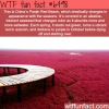 panjin red beach china wtf fun facts
