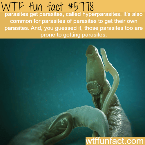 Parasite can get parasites - WTF fun facts