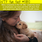 pawternity leave wtf fun facts