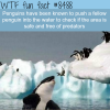 penguins can be assholes wtf fun facts