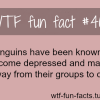 penguins facts