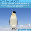 penguins facts wtf fun facts
