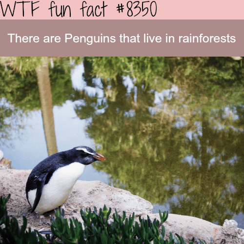 Penguins living in rainforests - WTF fun facts