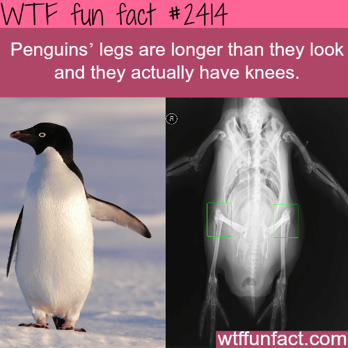 Penguins’s legs are longer than they look like - WTF fun facts
