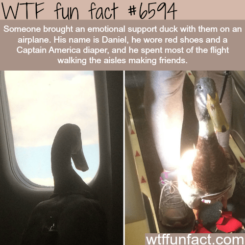 People on an airplane fall in love with a duck - WTF fun facts