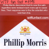philip morris wtf fun facts
