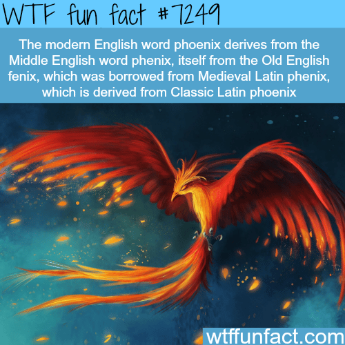 Phoenix - WTF Fun Fact