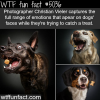 photographer captures the face of dogs before